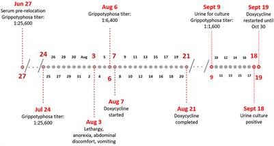 Isolation of Leptospira kirschneri serovar Grippotyphosa from a red panda (Ailurus fulgens) after antimicrobial therapy: Case report